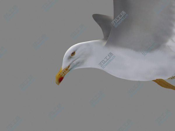 images/goods_img/20210312/HIGH DETAILED SEAGULL 3D MODEL  FULLY RIGGED & ANIMATED/3.jpg